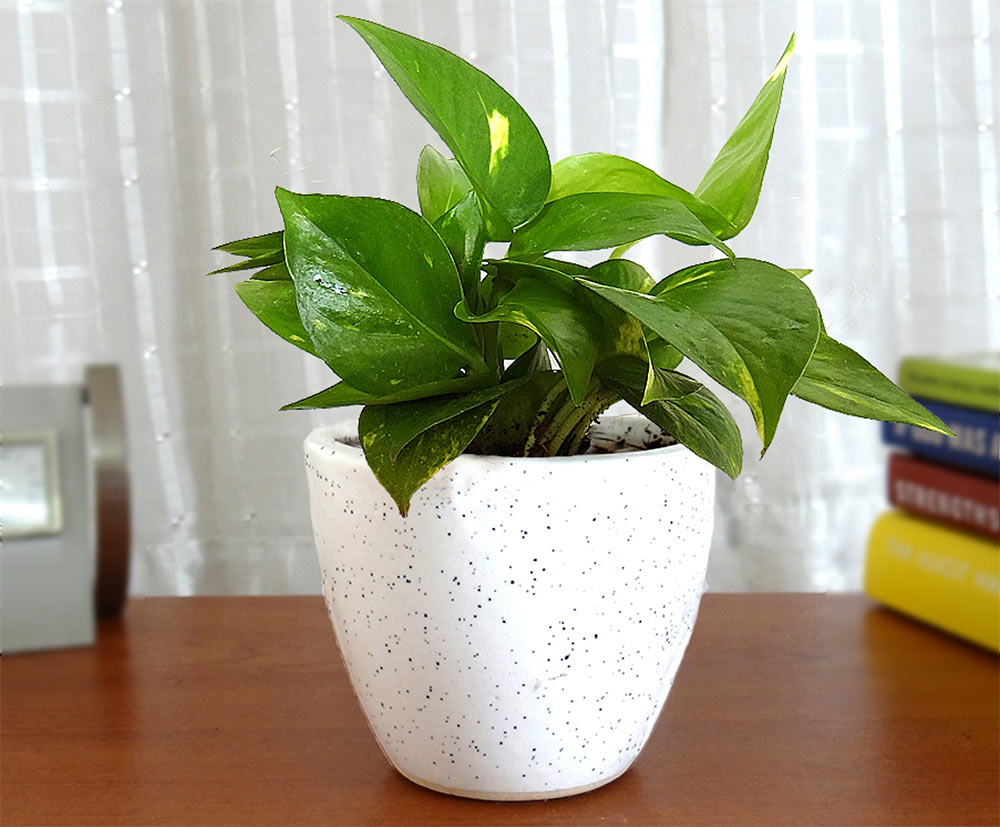 Online Plants delivery in Singapore