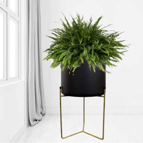 - House Plant Gift Delivery