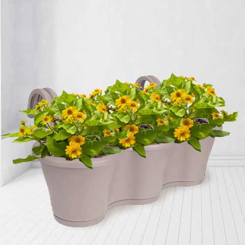 Butter Daisy In Taupe Corsica-House Plant Gift For Mom