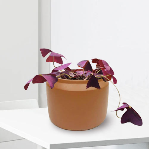 - Plants For Housewarming