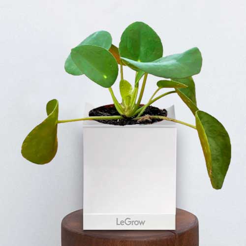 - Send A Plant For Mothers Day