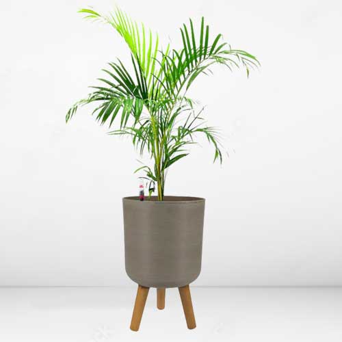 - Send Houseplant Gift To Singapore
