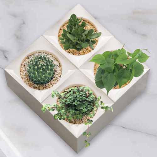 - Plants For Housewarming