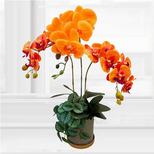 Orchid Arrangement With Peperomia Plant-Gift For New Office Opening