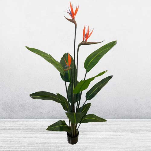 - Top Housewarming Gifts For Friend