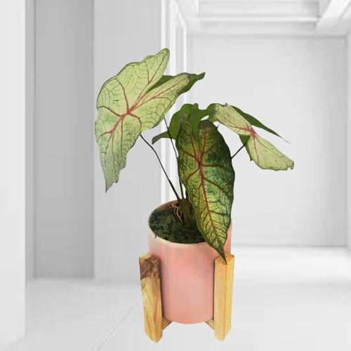 - Flat Warming Gift Ideas