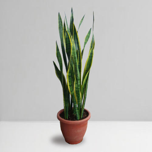 - Send House Plants Gift