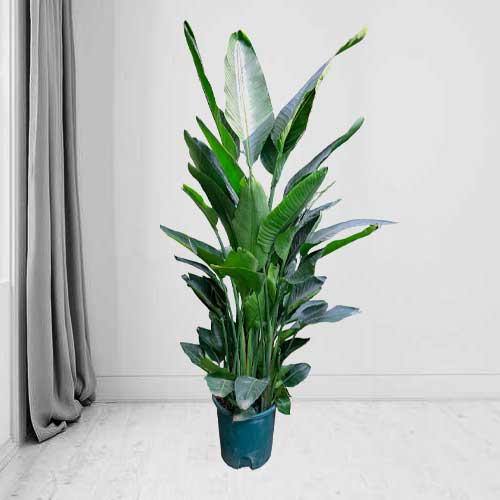 - Send A Houseplant To Singapore