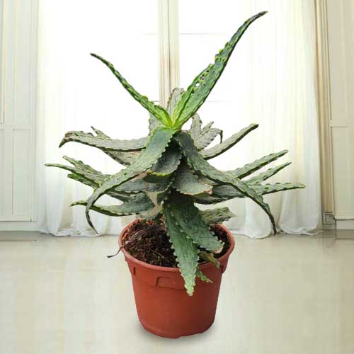 - Plants To Send To Someone