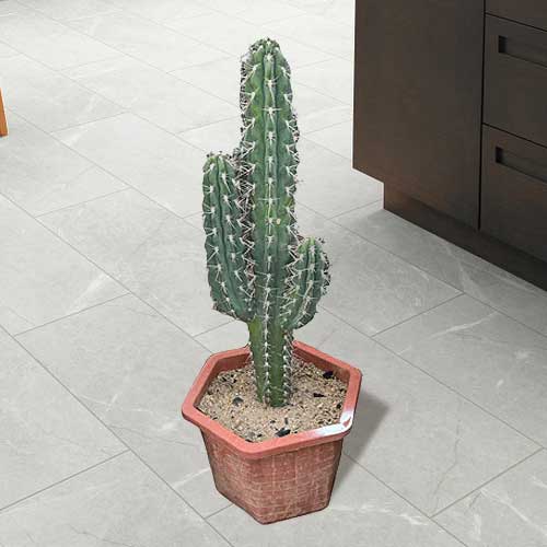 - Desert Potted Plants