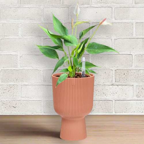 - Plant Gifts For Birthday