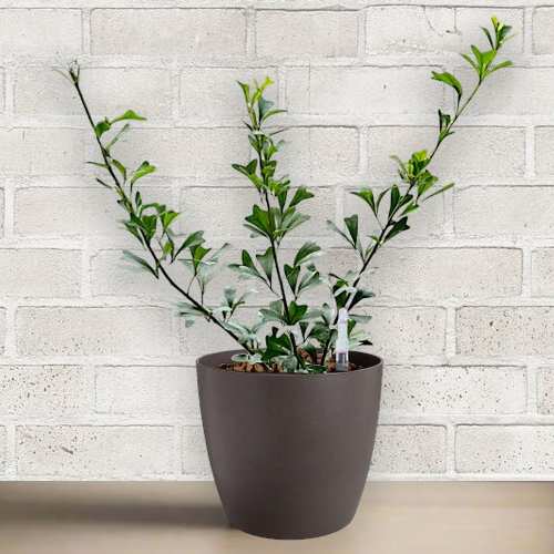 - Order Housewarming Plants Online