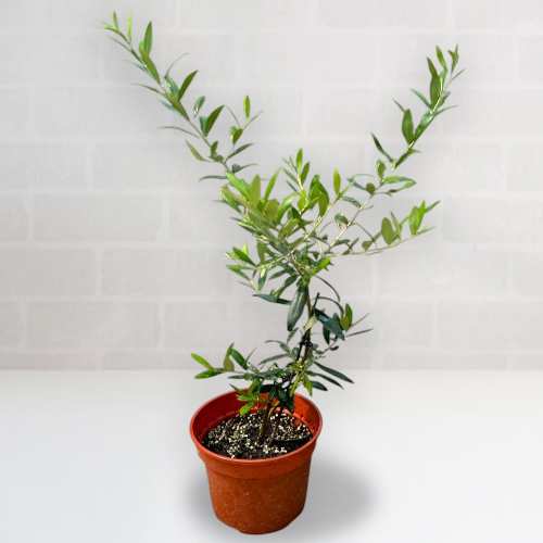 - Potted Plant Gifts Online
