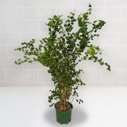 - Gift A Plant Online