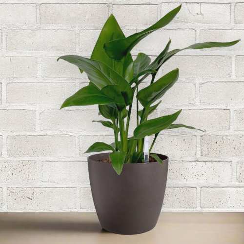 - Eco-Friendly Plant Gifts