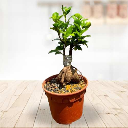 Ginseng Mini Ficus Bonsai
