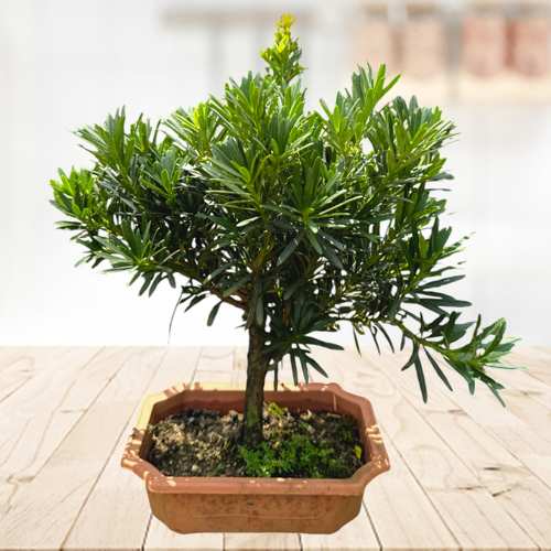 - Bonsai Gift For Employees