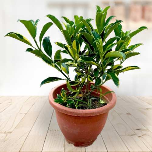 - Fragraea Ceilanica Plant Delivery