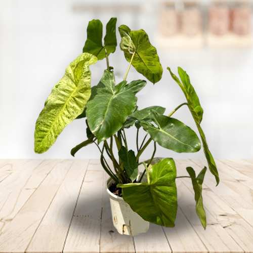 - Plants For Mothers Day