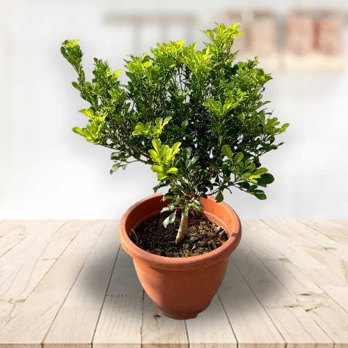 - Send Birthday Plants Online