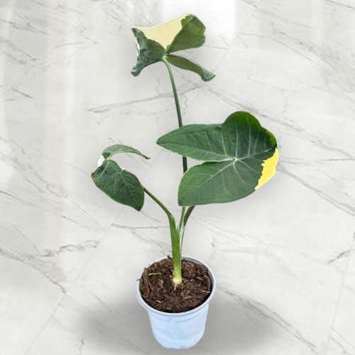 - Buy Indoor Plants Online