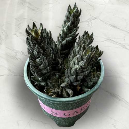 - Birthday Plant Gifts For Husband