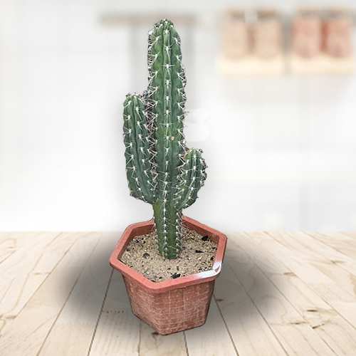 Stetsonia Coryne Toothpick Cactus