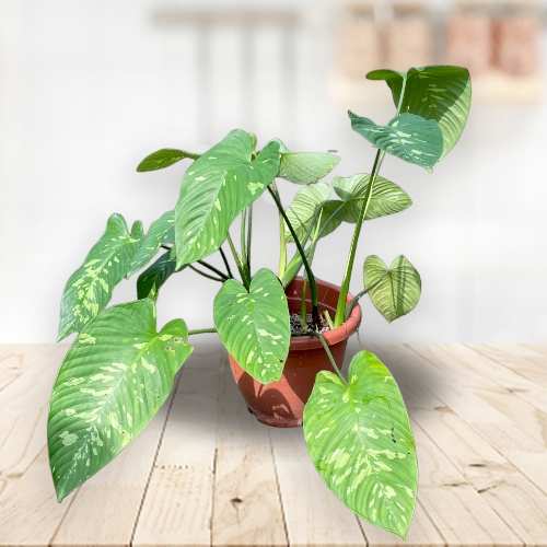 - Indoor Plants For Birthday Gift