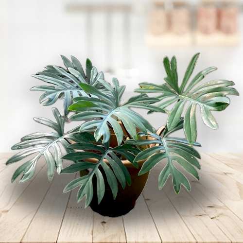 - Plant For Housewarming Gift