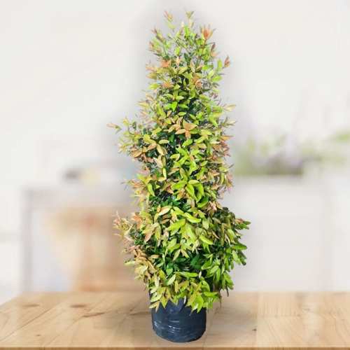 - Send Birthday Plants Online