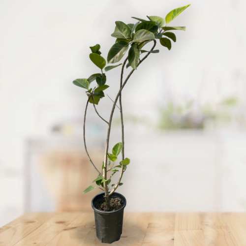 - Order Get Well Soon Plants