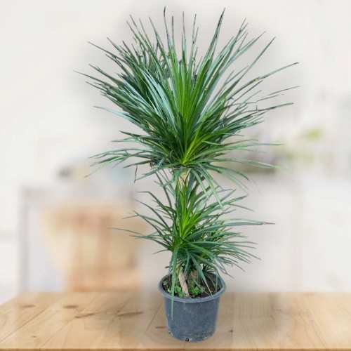 Dracaena Draco Multi-stem-Corporate Plant Gifts