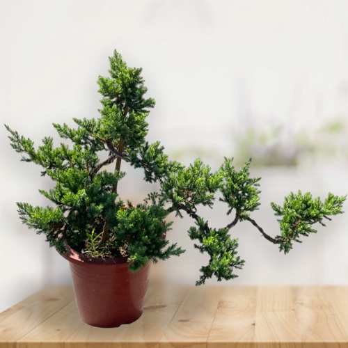 - Birthday Plant Gifts For Grandpa