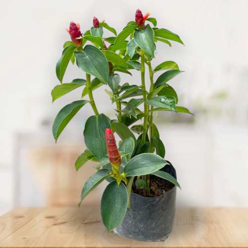 Costus Woodsonii In Bag