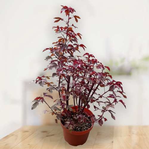 - Indoor Plant Gift For Mothers Day
