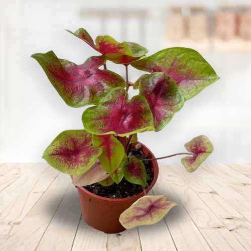 - Birthday Plant Gifts For Sister