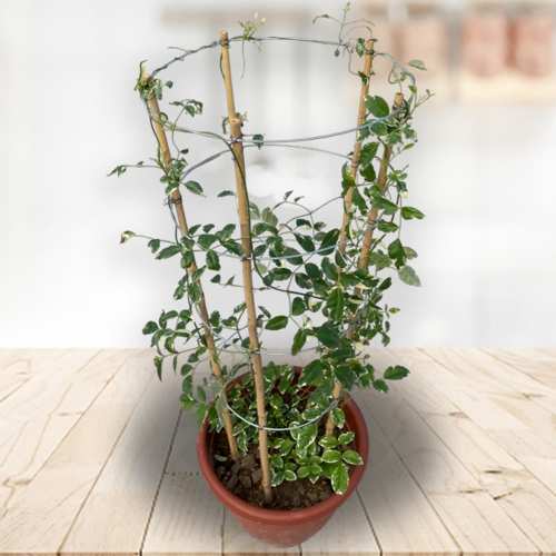 - Birthday Plant Gifts For Grandma