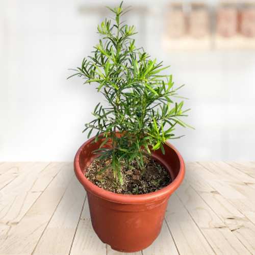 Podocarpus Macrophyllus Japanese Yew-Send Birthday Plants For Dad