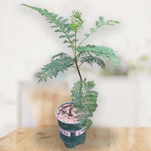 - Housewarming Potted Plants Online