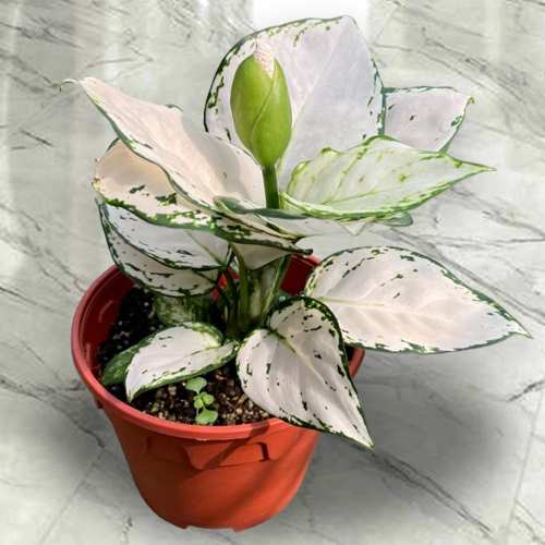 - Sympathy Plant Delivery