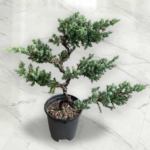 Pinus Nigra