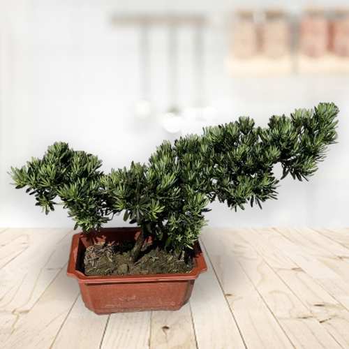 - Employee Appreciation Plant Gifts