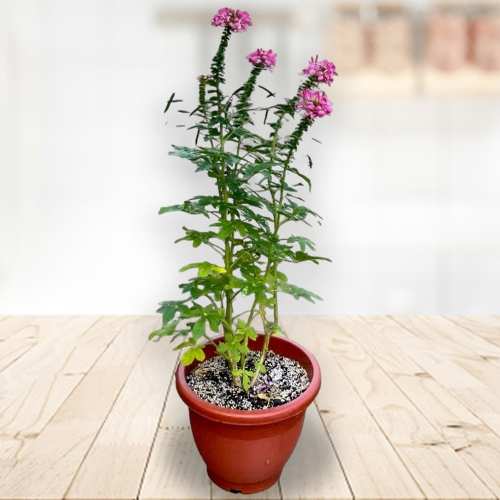 - Best Birthday Plants For Gifting