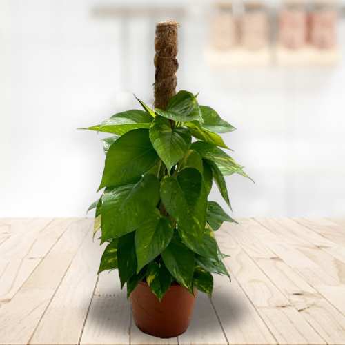 - Plants For Business Opening