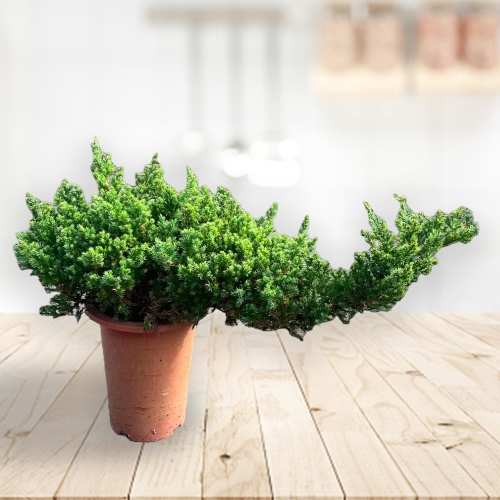 - Housewarming Plant Gifts For Friends
