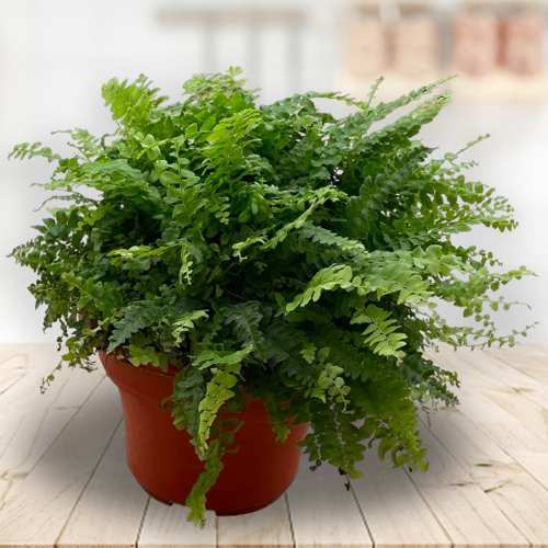 Boston Fern