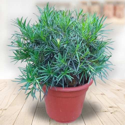 - Send Sympathy Plants