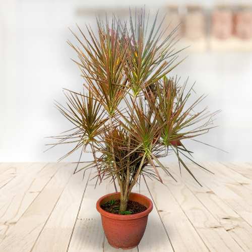 - Office Plant Gift Delivery