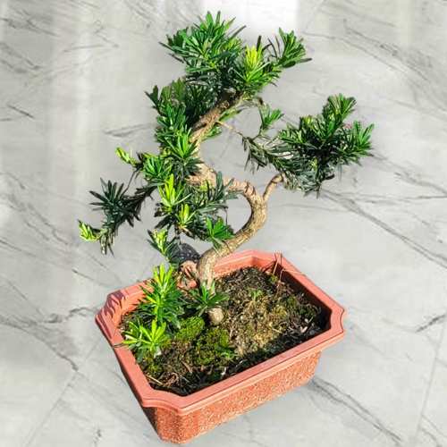 Classic Bonsai Podocarpus