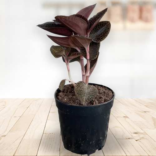 - Birthday Plant For Wife